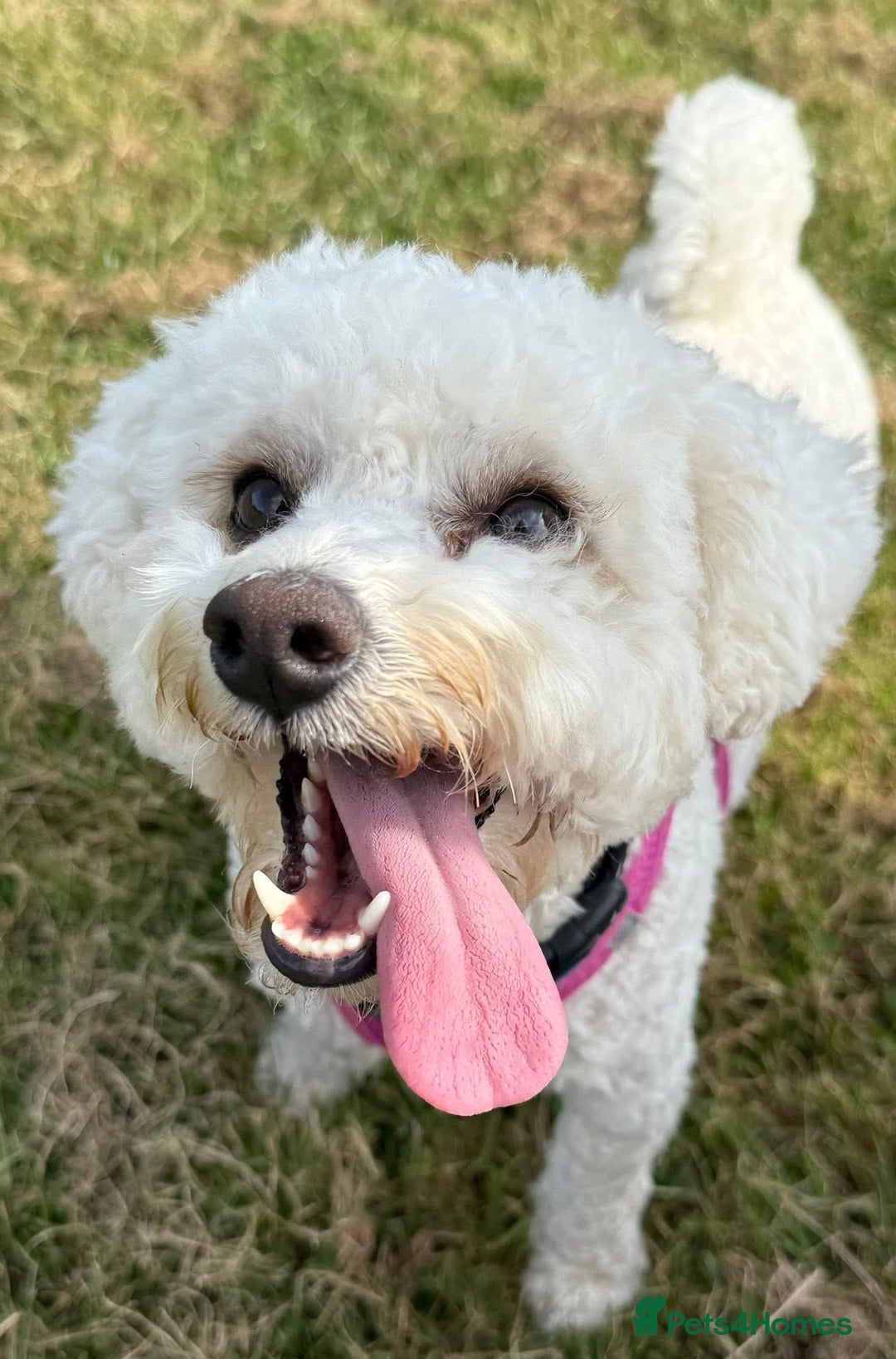 Mixed Breed dogs for sale: Poochon x Doxiepoo - Advert 12