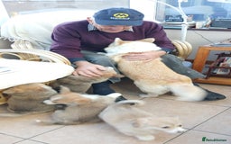 Welsh Corgi Pembroke dogs for sale: Stunning KC Registered Corgis - Image 21