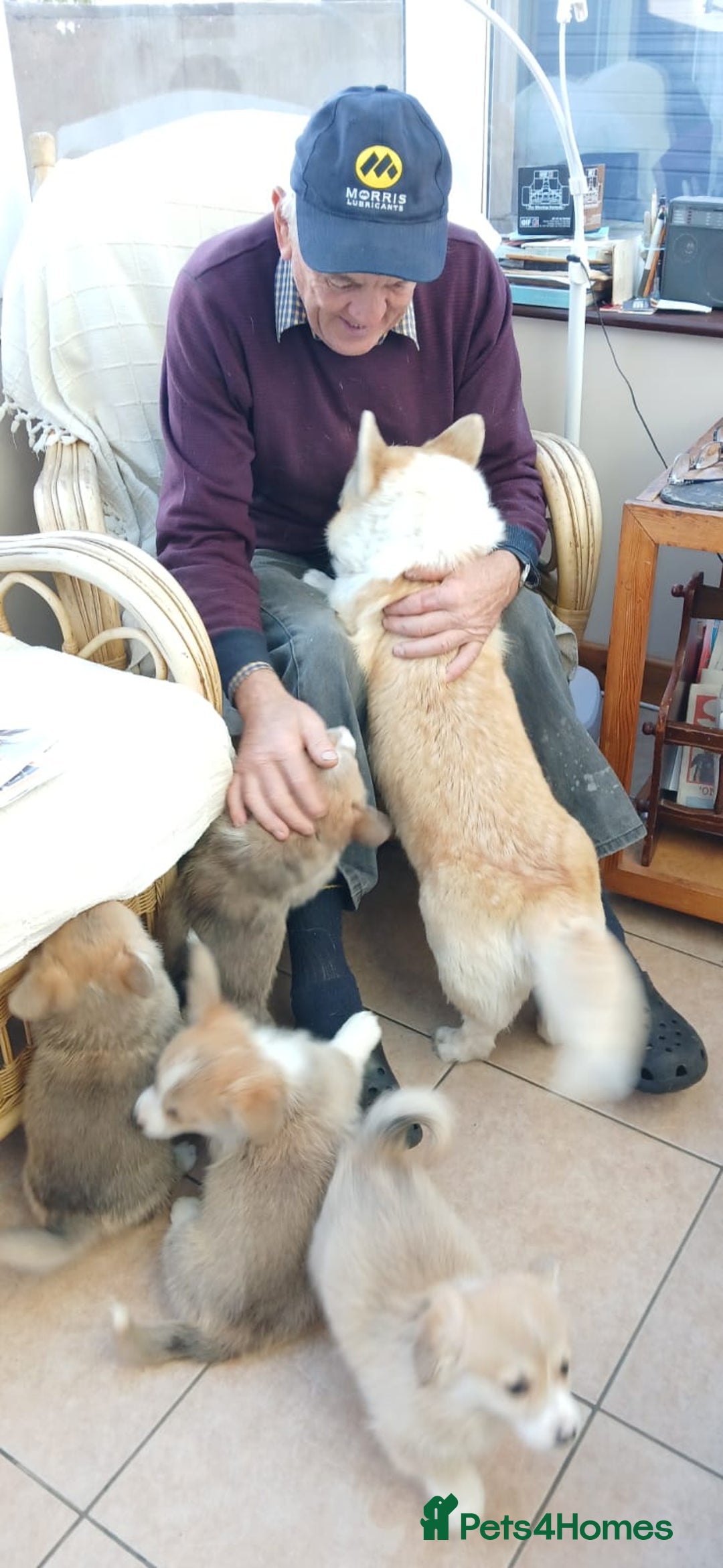 Welsh Corgi Pembroke dogs for sale: Stunning KC Registered Corgis - Image 21