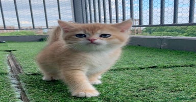 British Shorthair cats British Shorthair last boy golden available  - Advert 14