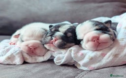 English Bulldog dogs for sale: 🐶🏡 Beautiful English Bulldog  Available! 🐾❤️ - Image 2