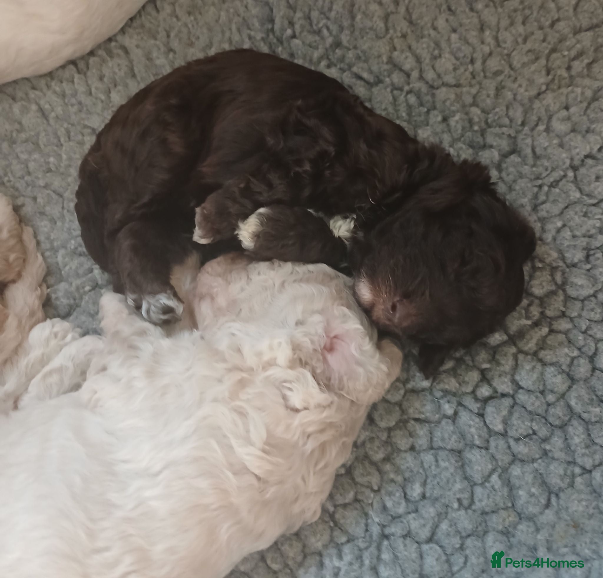 Mini Goldendoodle dogs 🐾Exceptional F1B Miniature Goldendoodle Puppies🐾 - Advert 9