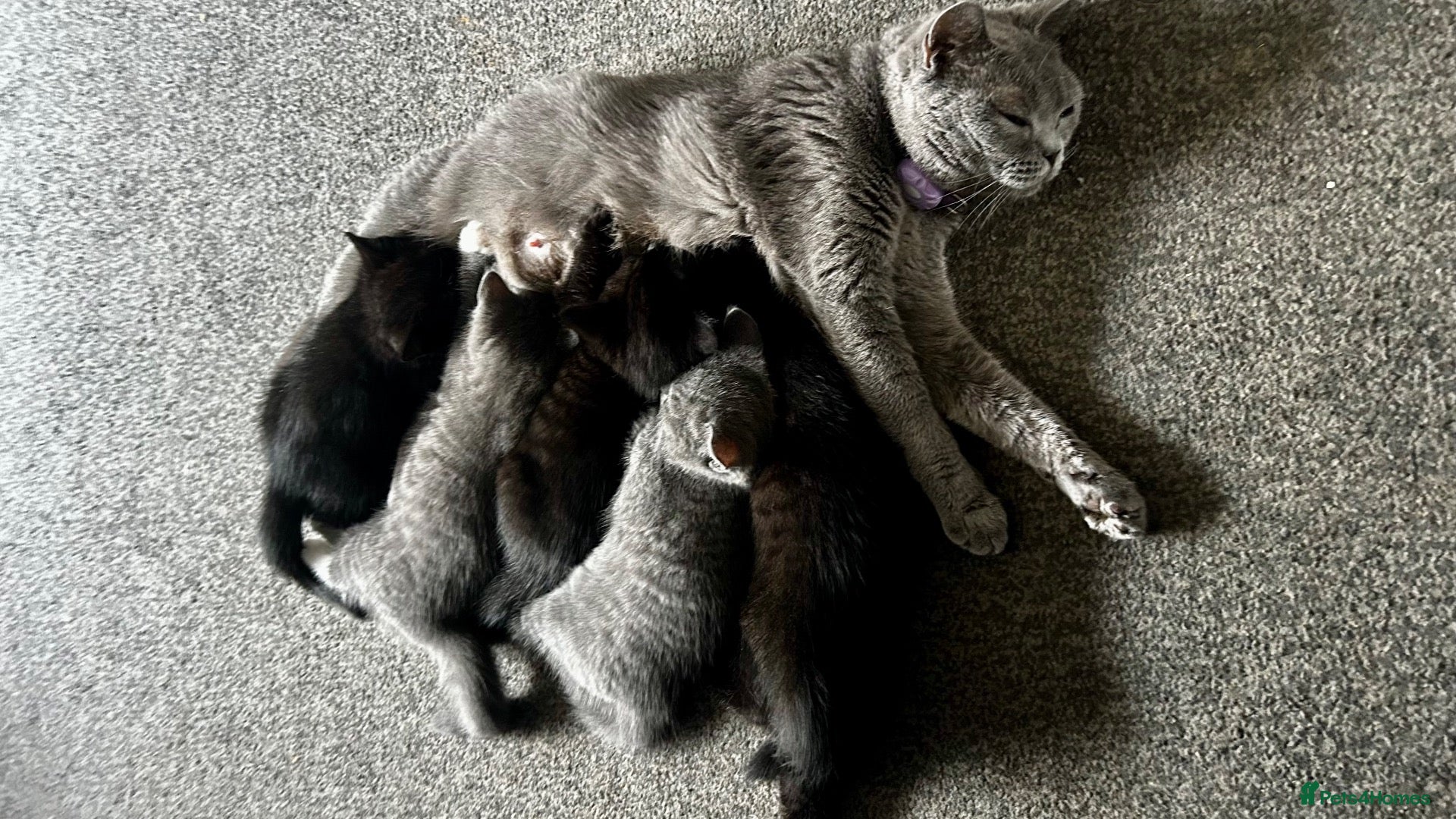 British Shorthair cats Beautiful British Shorthair Mix Blue Tuxedo  - Advert 2