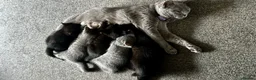 British Shorthair cats for sale: Beautiful British Shorthair Mix Blue Tuxedo  - Advert 1