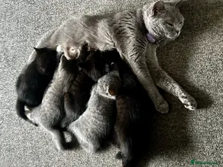 British Shorthair cats Beautiful British Shorthair Mix Blue Tuxedo - Advert 2