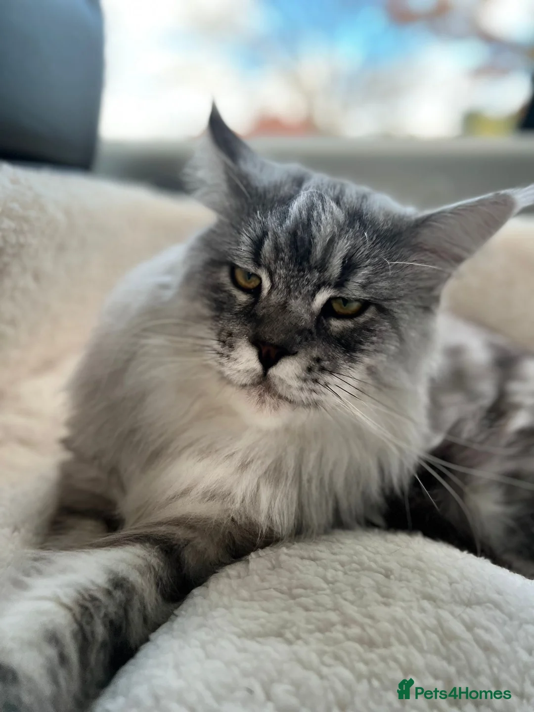 Maine Coon cats for stud: STUD ONLY (Tica champion 2021) in Brighouse - Advert 7