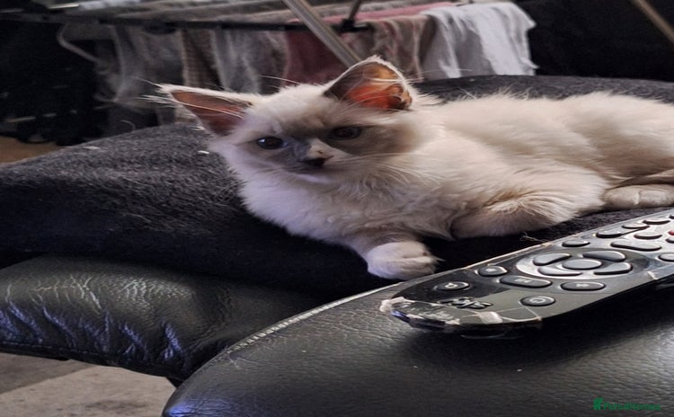 Ragdoll cats - Advert 10