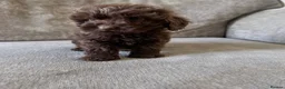Cavapoo dogs for sale: Absolute stunning little girl  - Advert 7