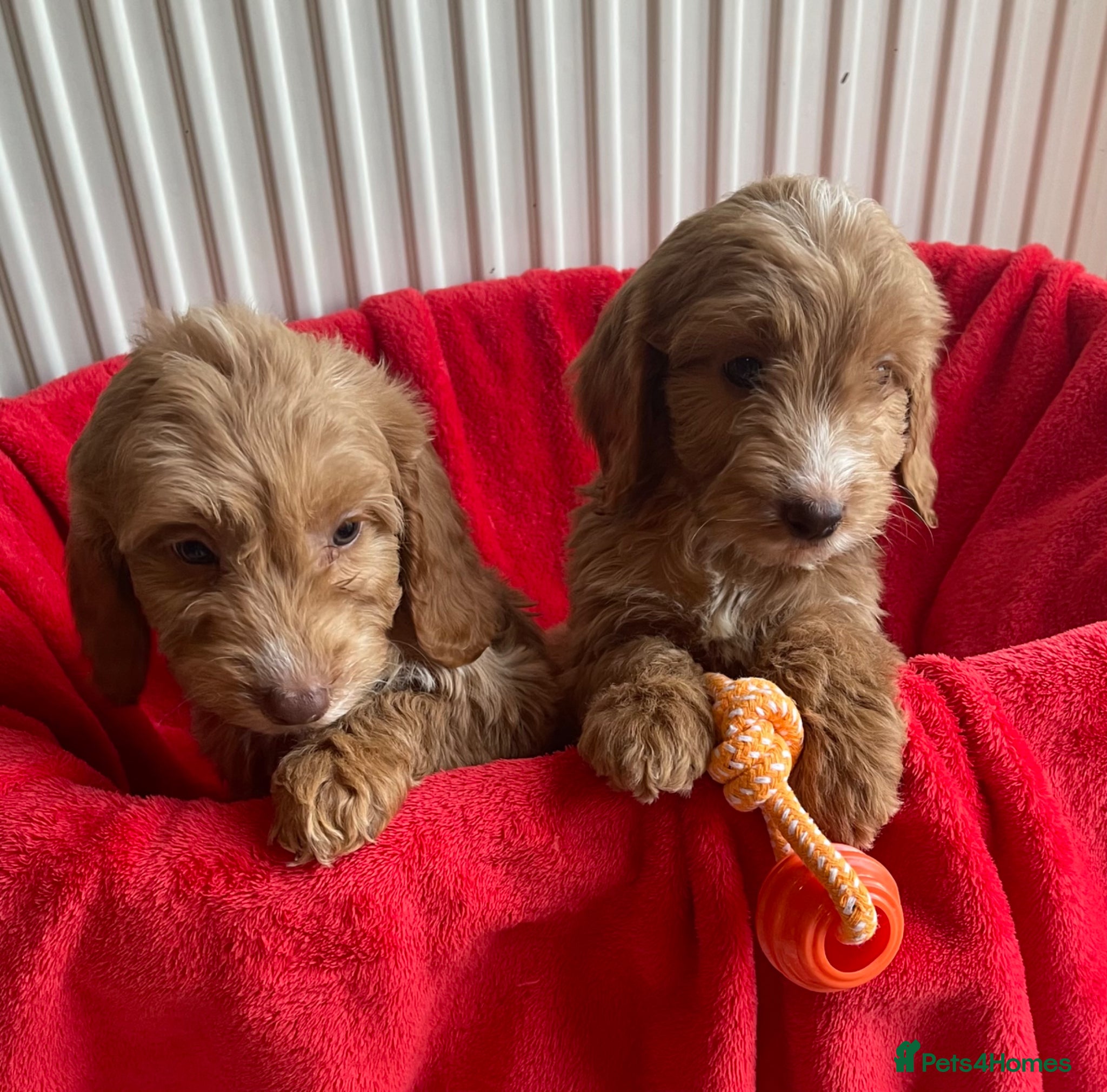 Cockapoo dogs Beautiful F1 cockerpoo pups NOW READY - Advert 1