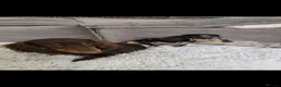Miniature Dachshund dogs for sale: Black Dapple shorthair girl  - Advert 7