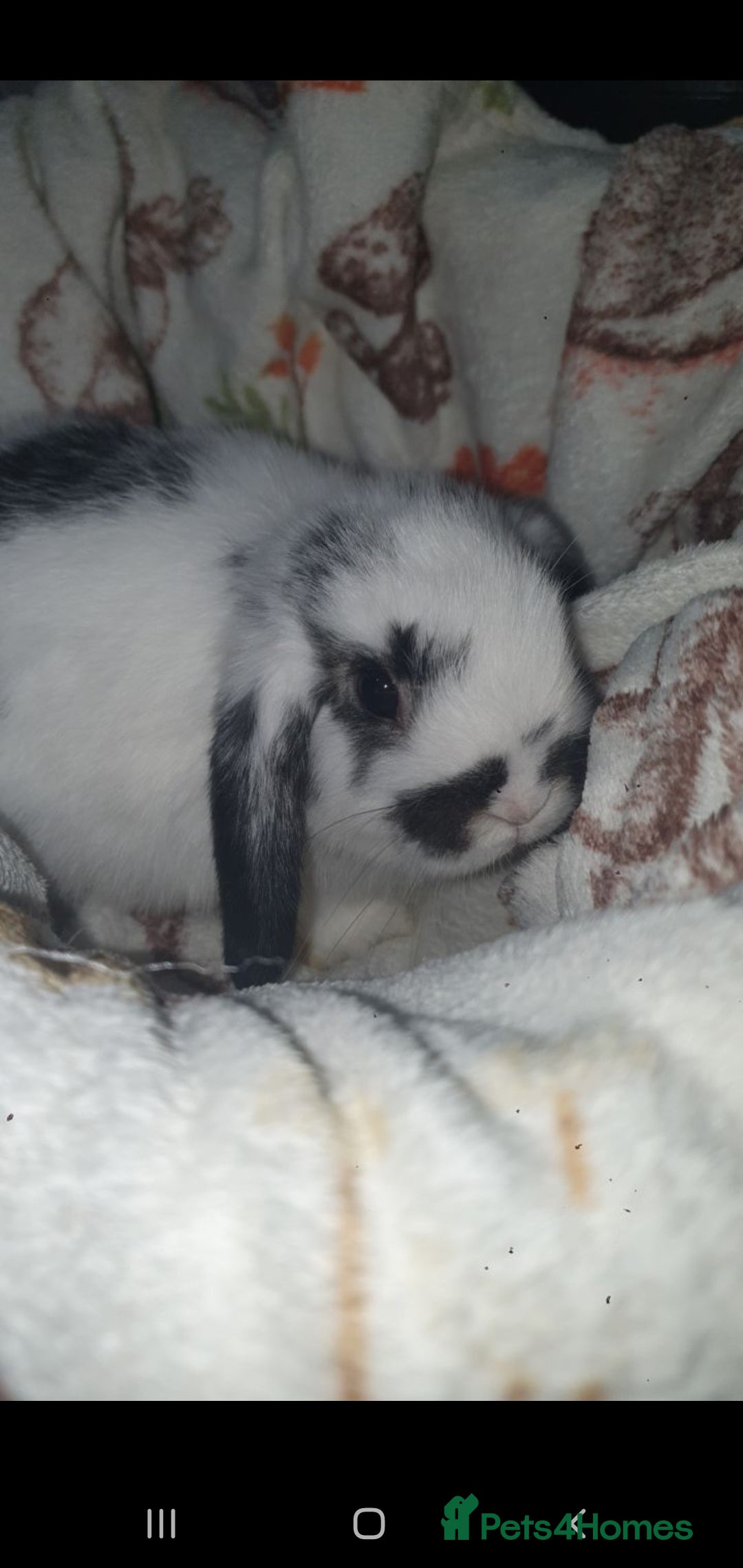 Mini Lop rabbits for sale: Mini lop/mini lion lop - Image 5