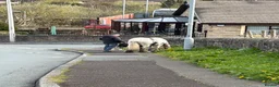 Other Breed horses for sale: Coloured mini cob in Todmorden - Advert 11