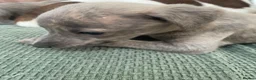 Whippet dogs for sale: Stunning Litter of KC Whippet Puppies - Advert 18