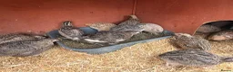 Quail poultry for sale: Coturnix quail chicks  - Advert 3