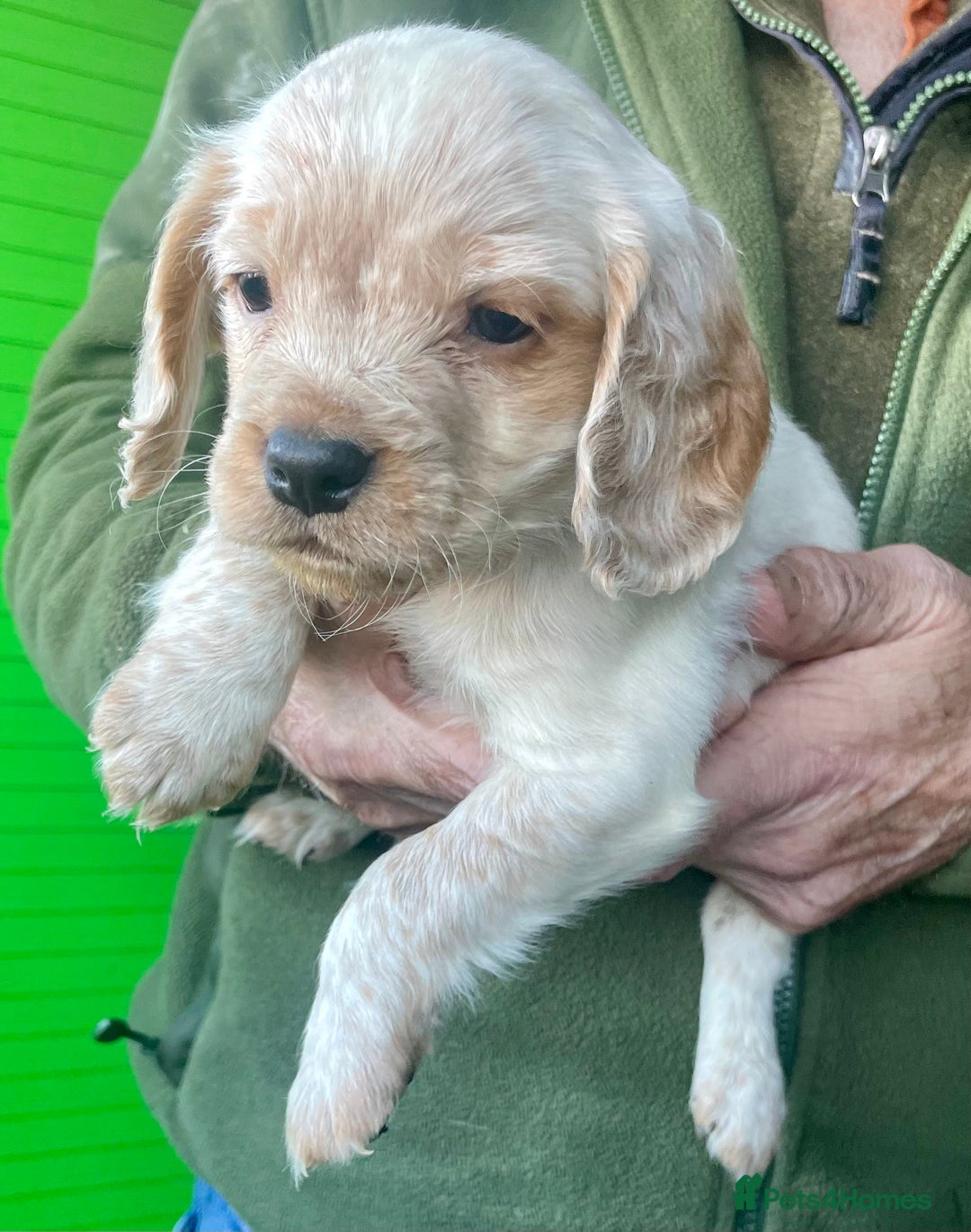 Cocker Spaniel dogs for sale: Beautiful cocker spaniel puppies - Advert 6