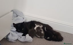 Bombay cats for sale: BombayxRagdoll kitties  - Image 1