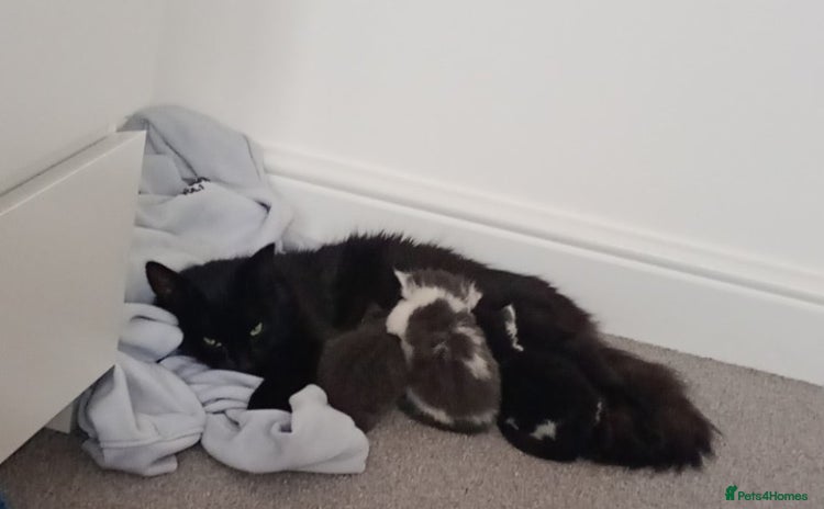 Bombay cats - Advert 1