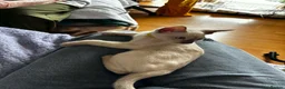 Tonkinese cats for sale: Adorable, Tonkinese kittens.   - Advert 8