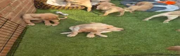 Goldador dogs for sale: Gorgeous F1 Goldador puppies from excellent lines - Advert 5
