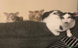 Oriental cats for sale: Stunning tortie tabby oriental female kittens - Image 5