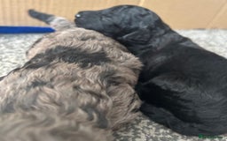 Poochon dogs for sale: Gorgeous poochon puppies 🐶🐾 - Image 3