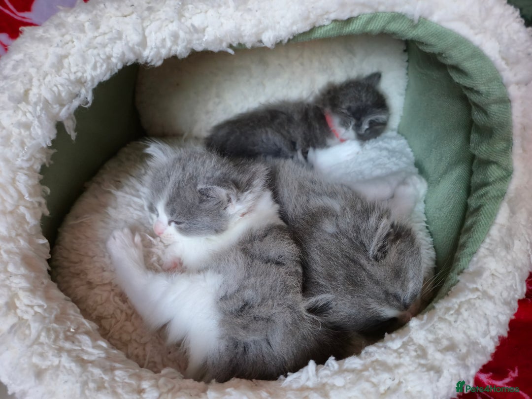 Mixed Breed cats for sale: Ragdoll x - Advert 7