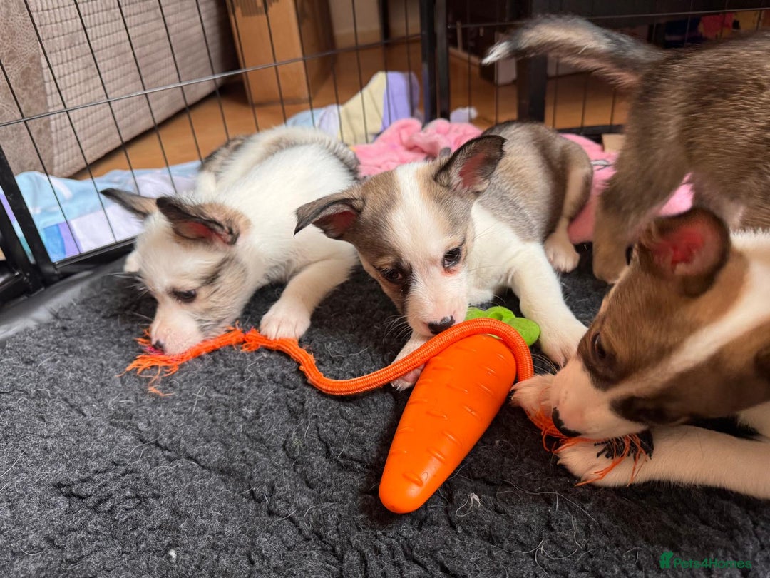 Mixed Breed dogs for sale: Siberian Husky X Staff/Lhasa Apso. Only 2 left!!  - Image 1