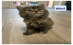Mixed Breed cats for sale: 3 lovely kittens are looking for loving homes 🏡  - Image 6
