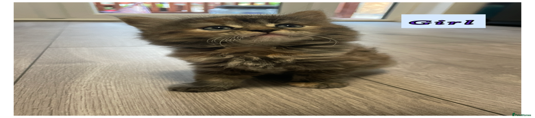 Brown tabby longhair GIRL