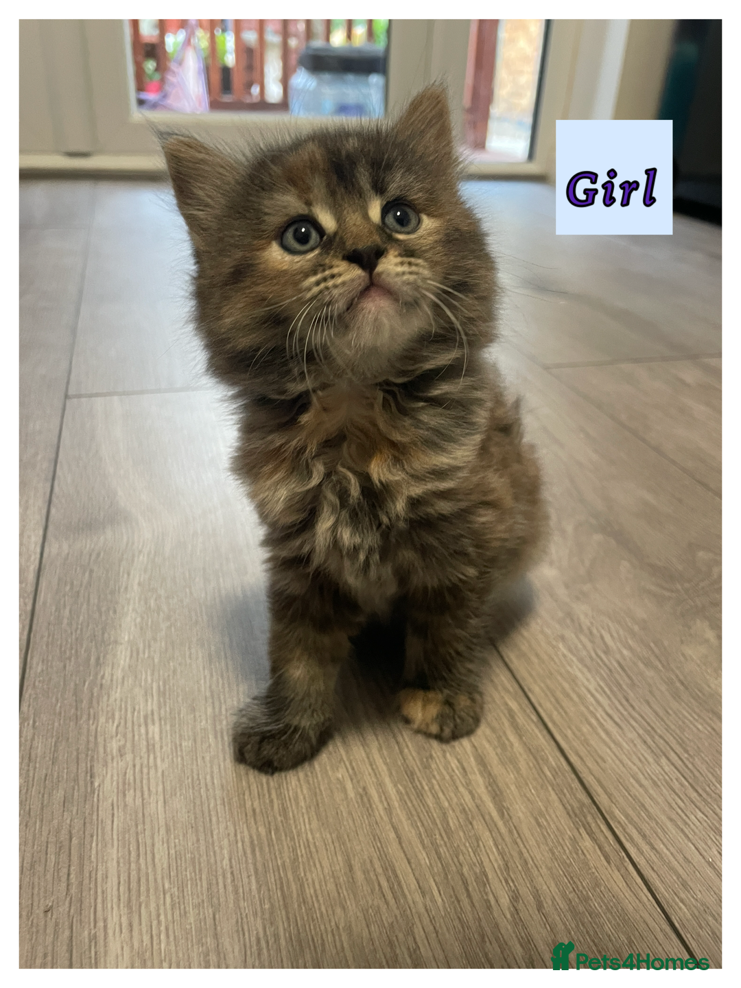 Mixed Breed cats for sale: 3 lovely kittens are looking for loving homes 🏡  - Image 6