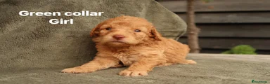 Labradoodle 3