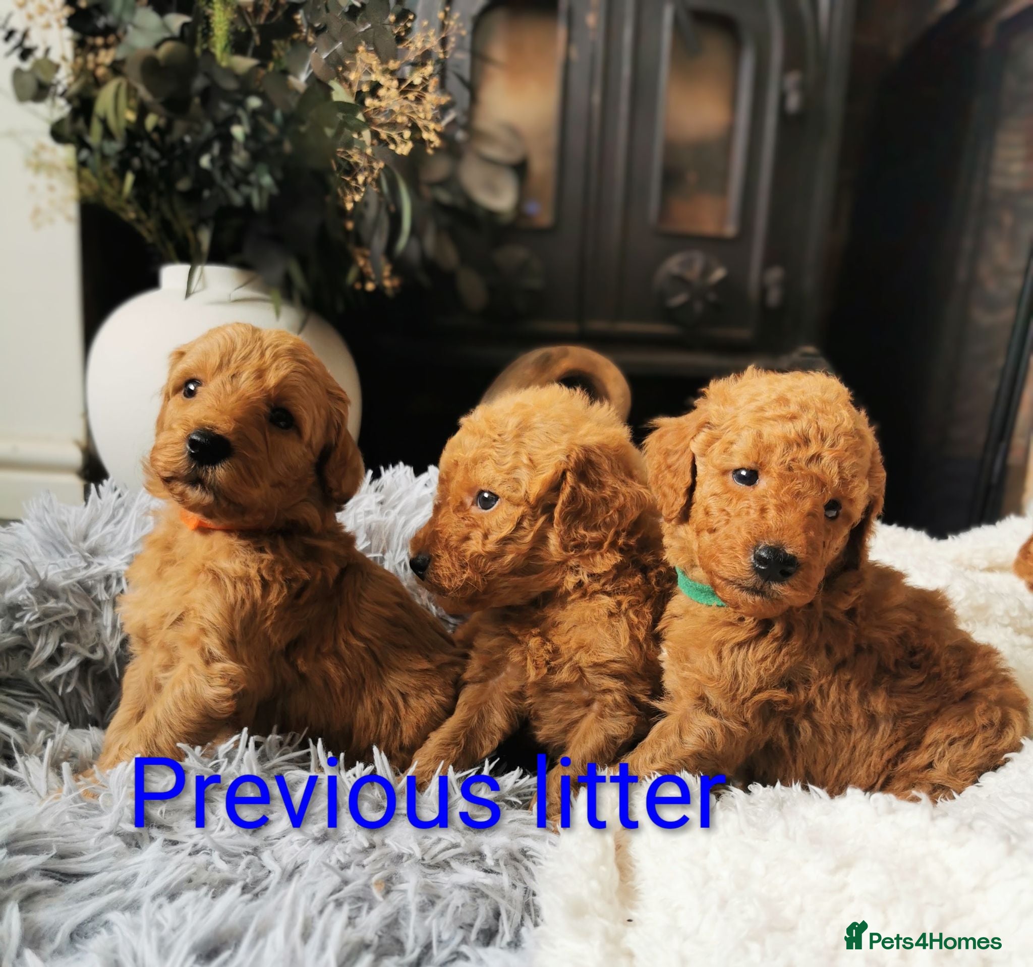 Labradoodle dogs 5⭐ F1 Labradoodles, parents fully Health checked.  - Advert 1