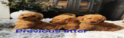 Labradoodle dogs for sale: 5⭐ F1 Labradoodles, parents fully Health checked.  - Advert 1