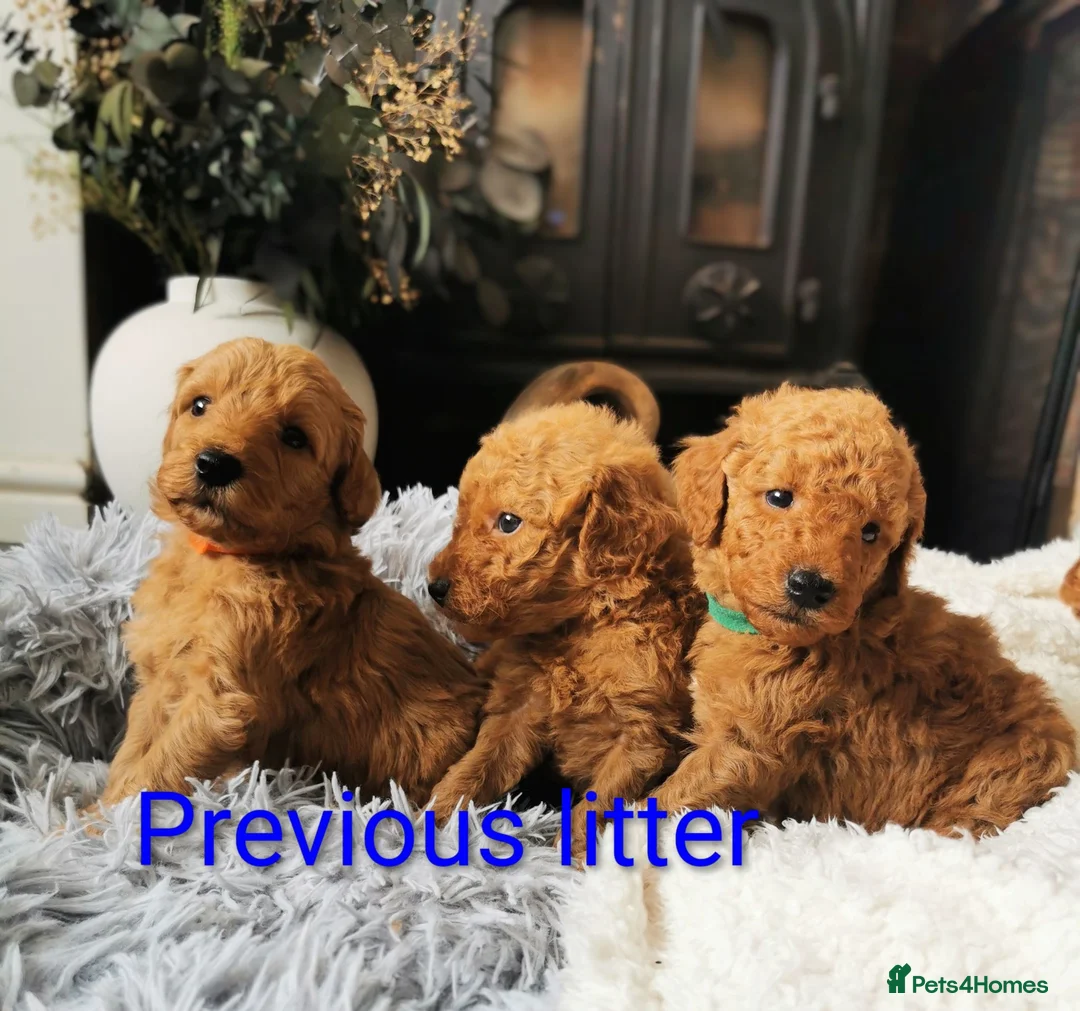 Labradoodle dogs for sale: 5⭐ F1 Labradoodles, parents fully Health checked.  - Advert 1