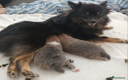 Pomeranian dogs for sale: Two male pom pups ready by 4th oct 25 - Image 1