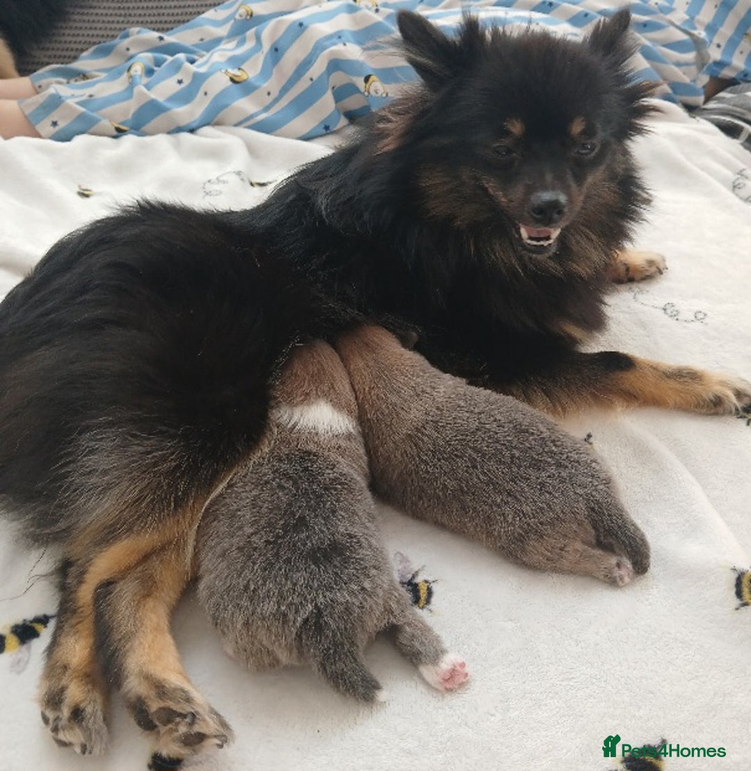 Pomeranian dogs for sale: Two male pom pups ready by 4th oct 25 - Image 1