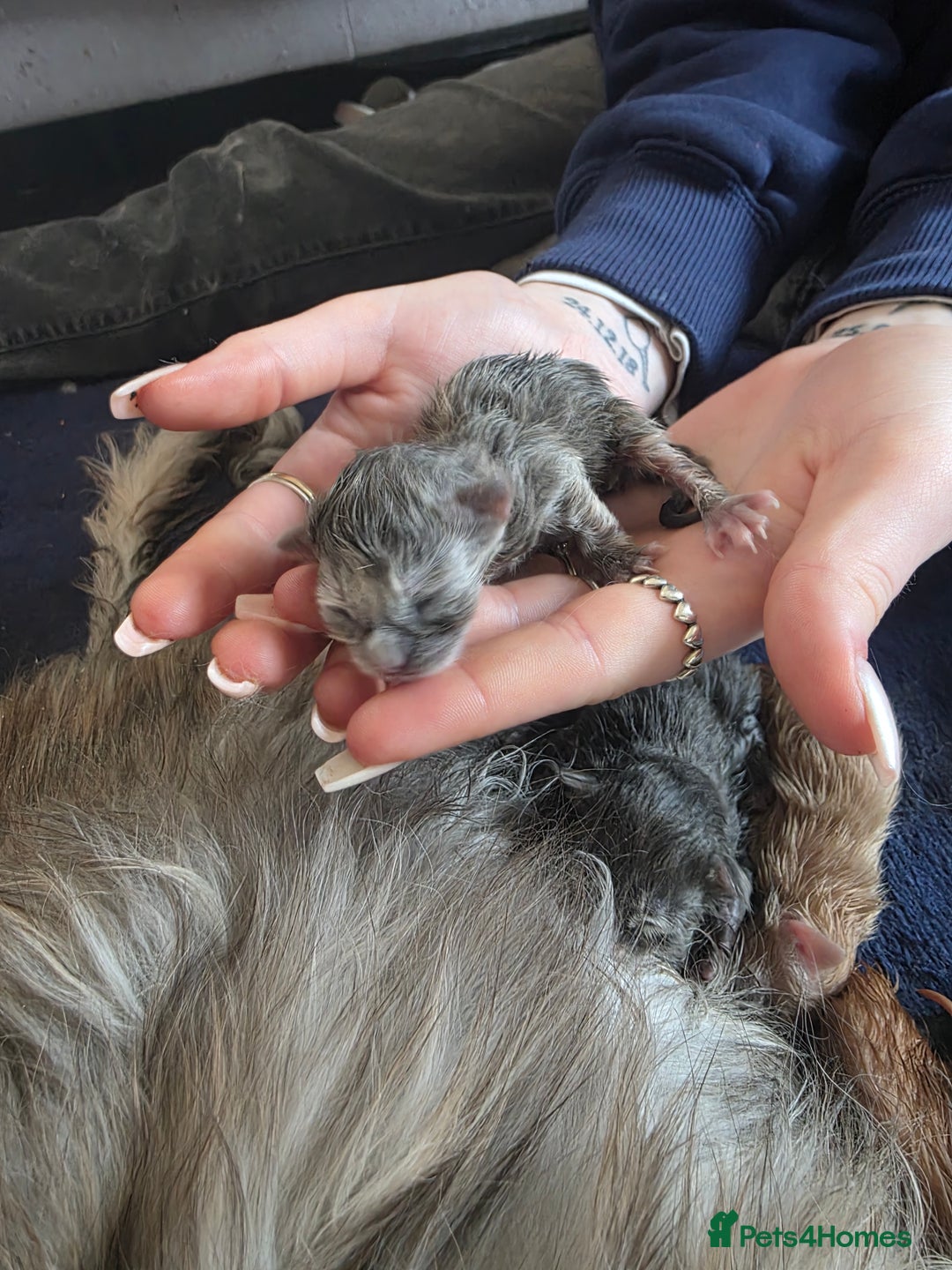 Maine Coon cats for sale: Russian maincoon kittens  - Advert 7