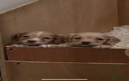 Cocker Spaniel dogs for sale: Kc Working Cocker Spaniel Puppies  - Image 9