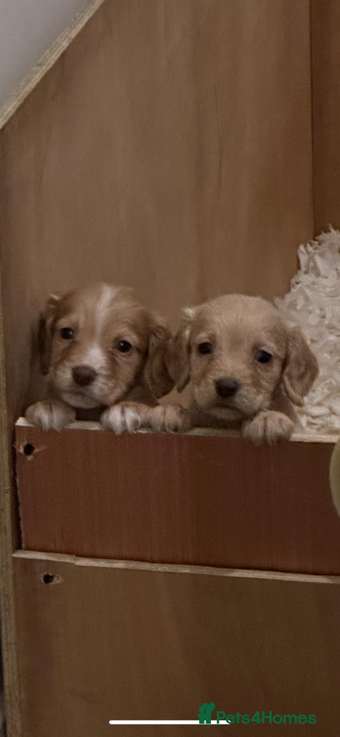 Cocker Spaniel dogs for sale: Kc Working Cocker Spaniel Puppies  - Image 9