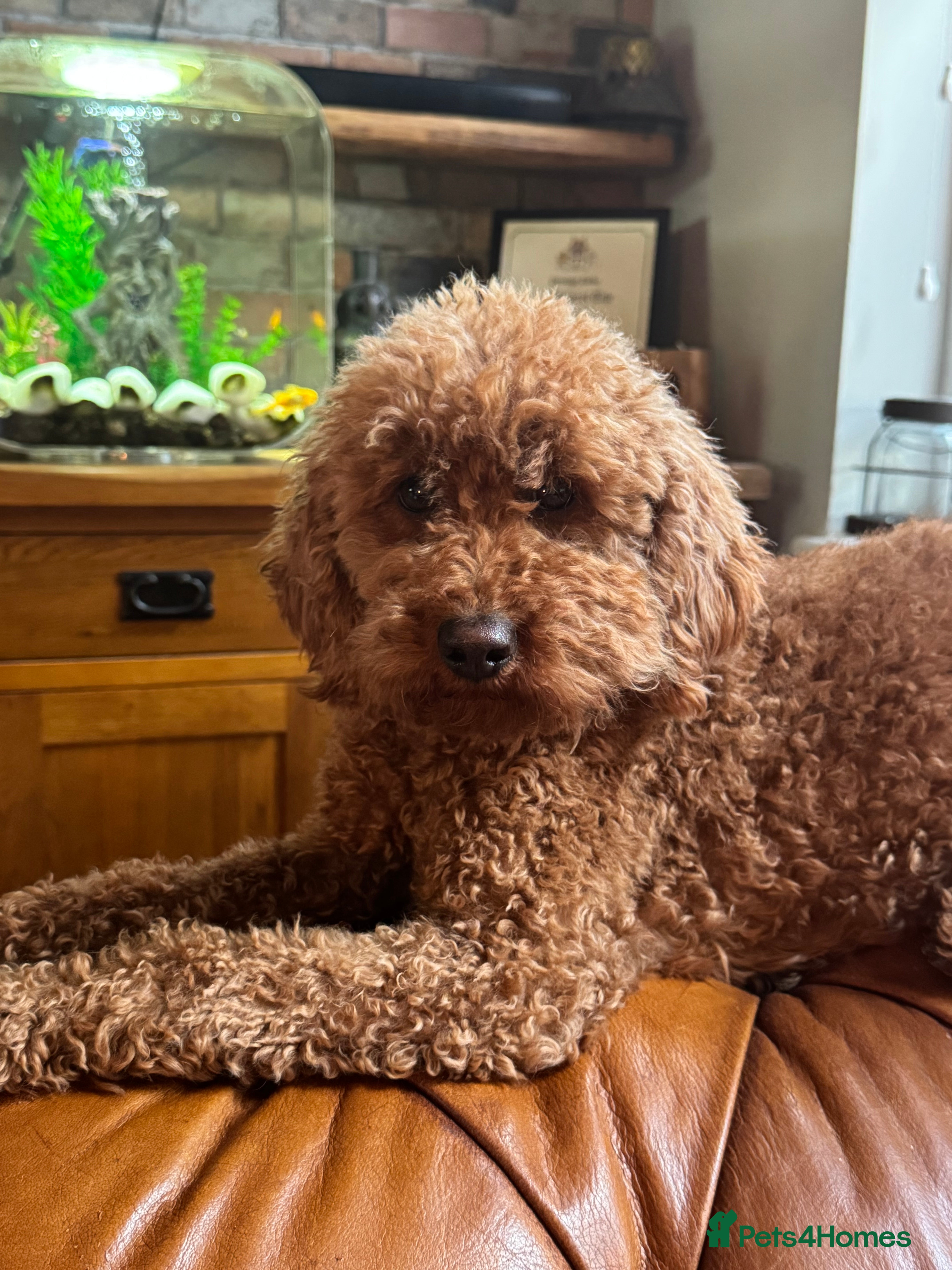 Miniature Poodle dogs KC reg health tested Mini poodle NO endorsements  - Advert 8