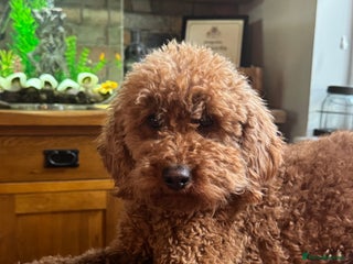 Miniature Poodle dogs Gorgeous Red KC Miniature poodle - Advert 1