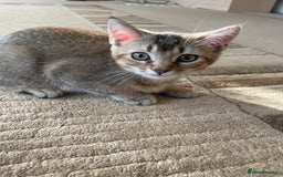 Scottish Fold cats for sale: Golden Tabby Kitten – Mum Scottish Straight - Image 1