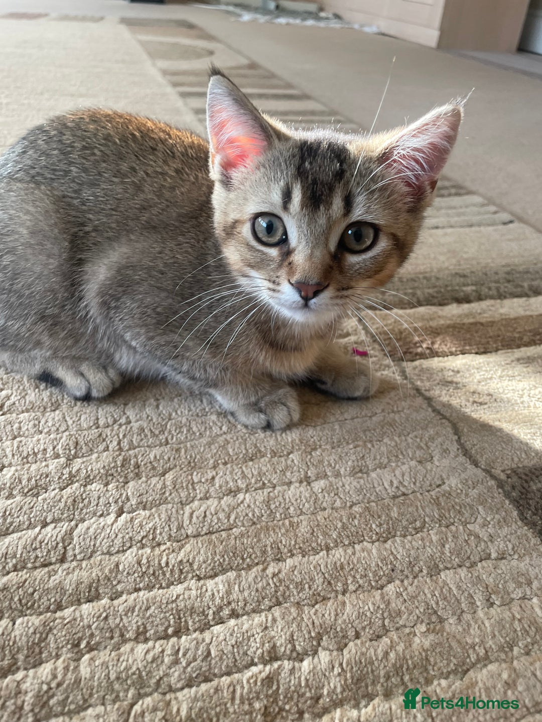 Scottish Fold cats for sale: Golden Tabby Kitten – Mum Scottish Straight - Image 1