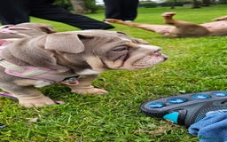 English Bulldog dogs for sale: Final Female English Bulldog available - Image 15