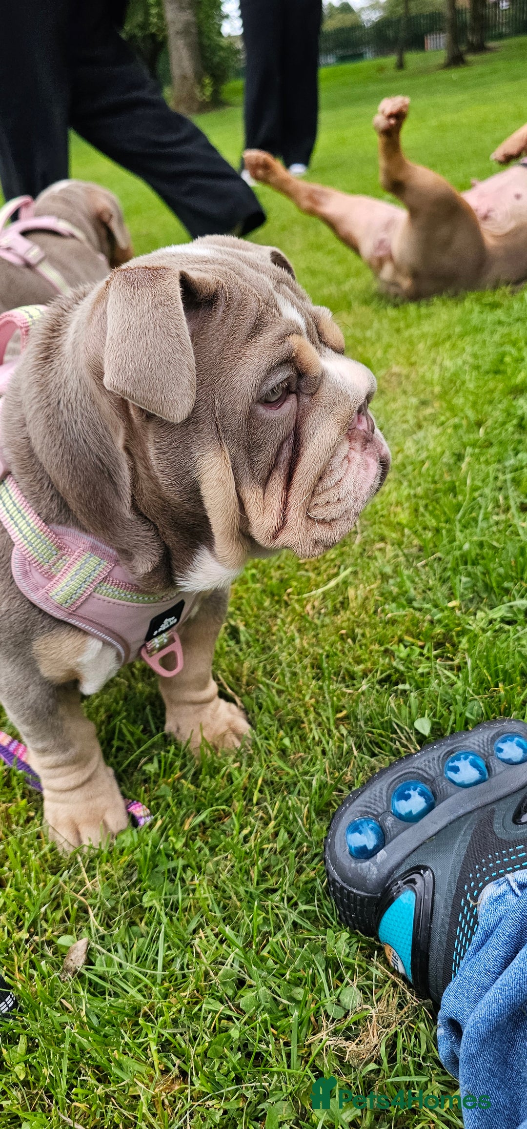 English Bulldog dogs for sale: Final Female English Bulldog available - Image 15