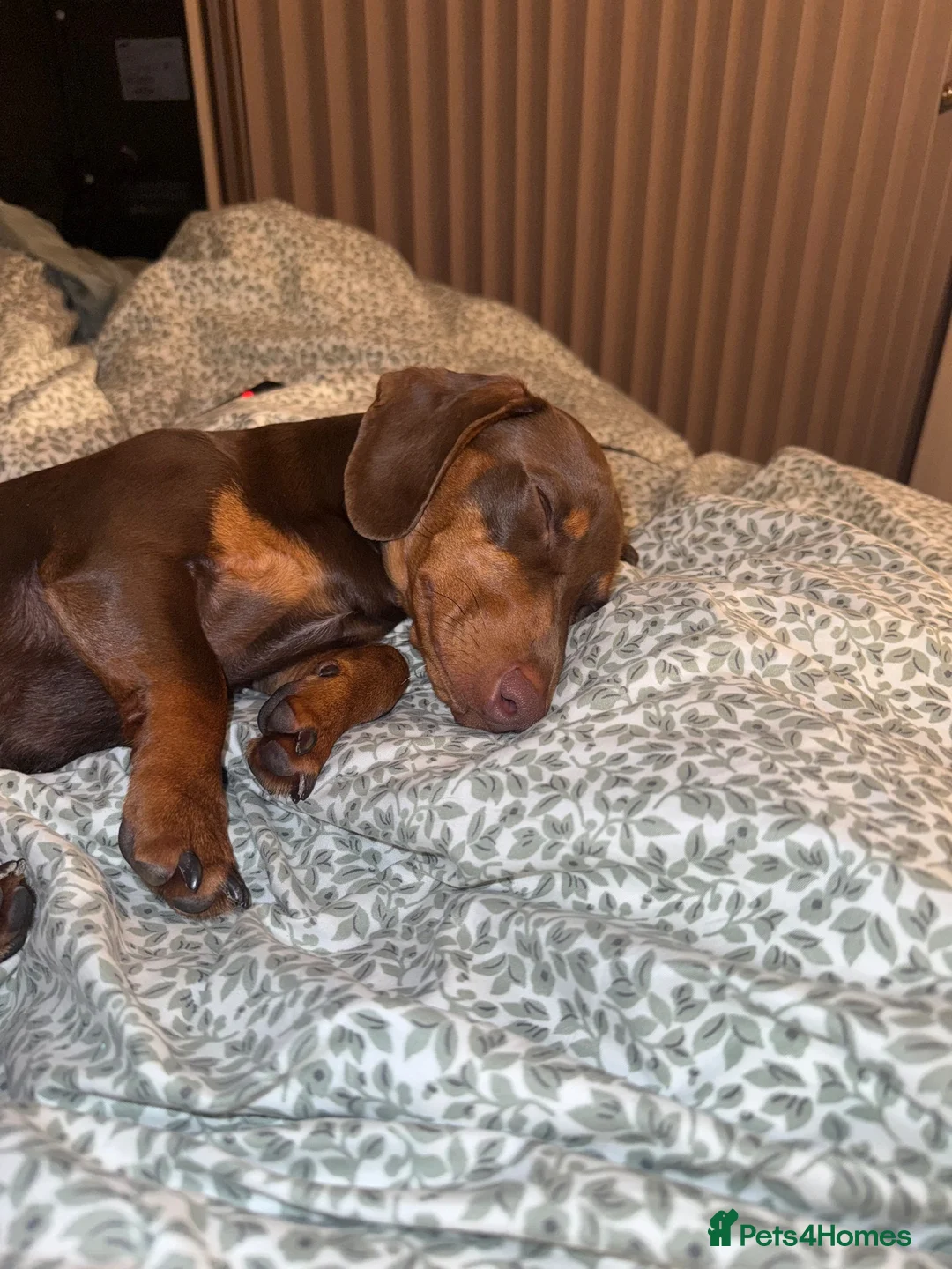 Miniature Dachshund dogs for sale: Murphy  in Plymouth - Advert 1