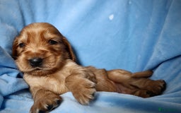 Cocker Spaniel dogs for sale: Beautiful family SHOW cocker spaniels LAST 2 - Image 14