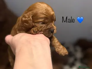 Cavapoo dogs beautiful Cavapoo’s - Advert 7