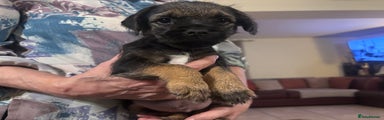 Border Terrier Puppy 1