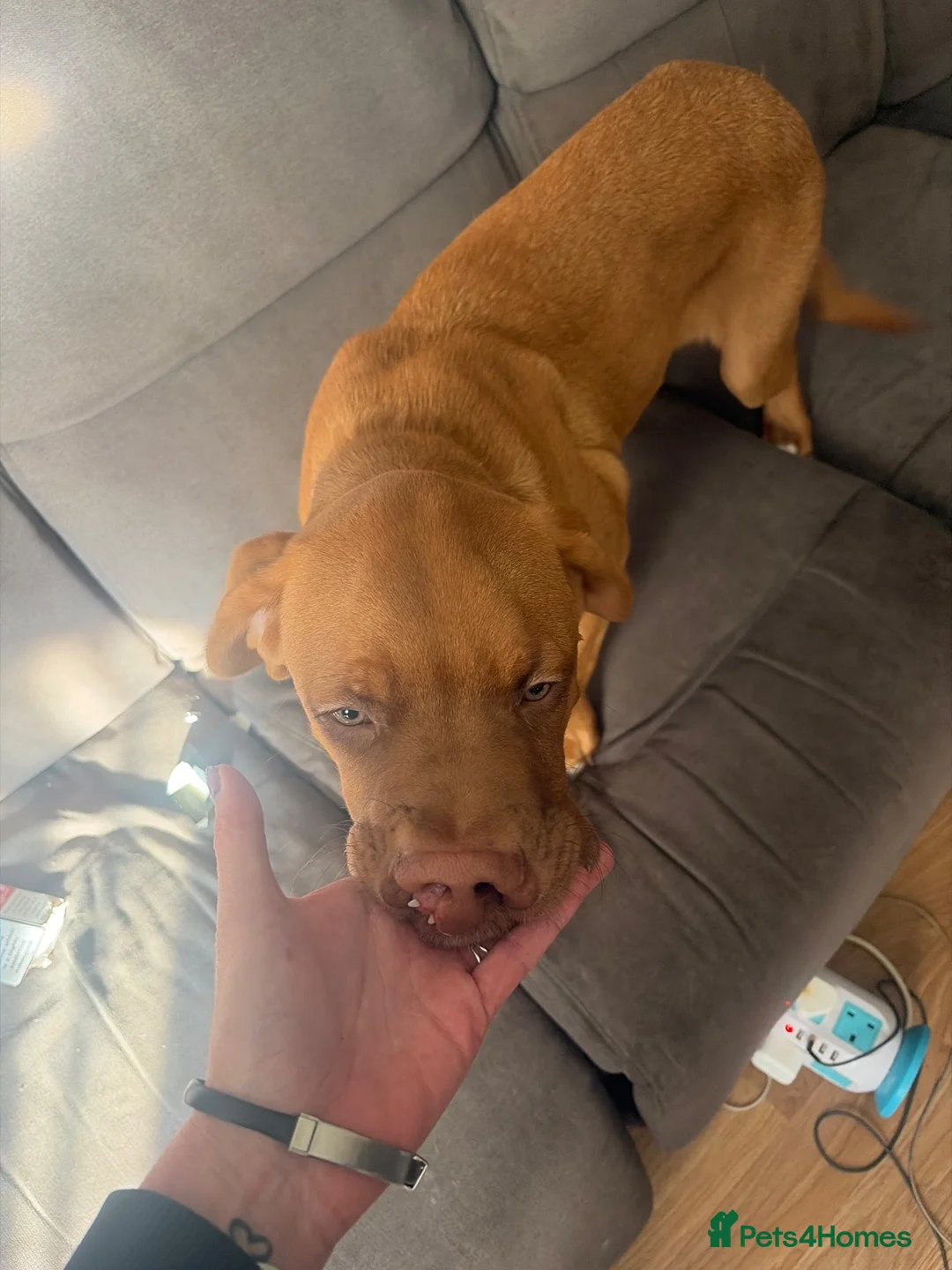 Dogue De Bordeaux dogs for sale: Dogue de Bordeaux in Southwold - Advert 2